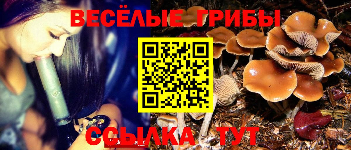 Псилоцибиновые грибы Psilocybine cubensis  Архангельск 